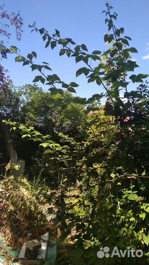 Черная малина кумберленд