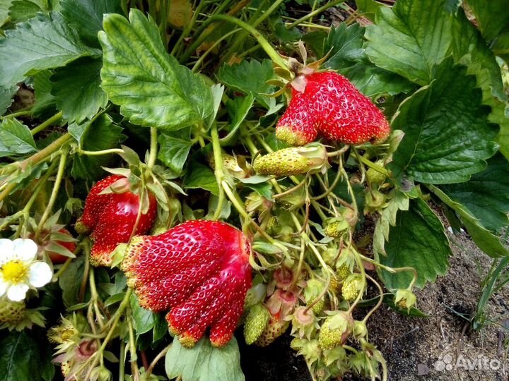 Питомник-С реализует рассаду земклуники Купчиха