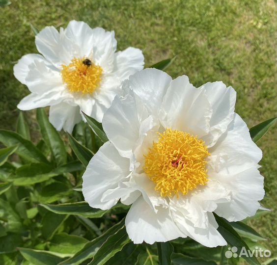 Пионы Moon of Nippon