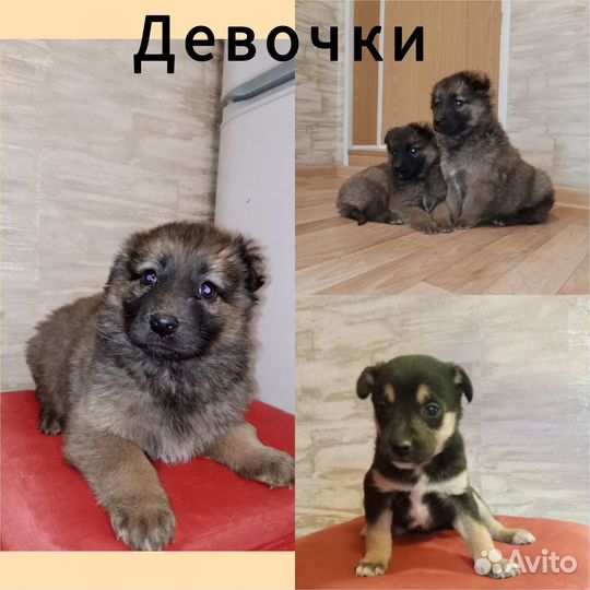 Щенки в добрые руки