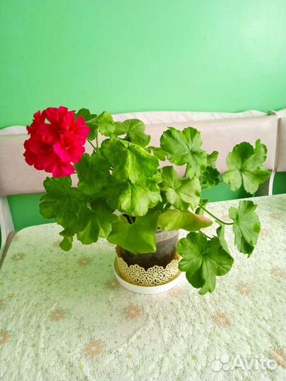 Комнатные цветы и растения