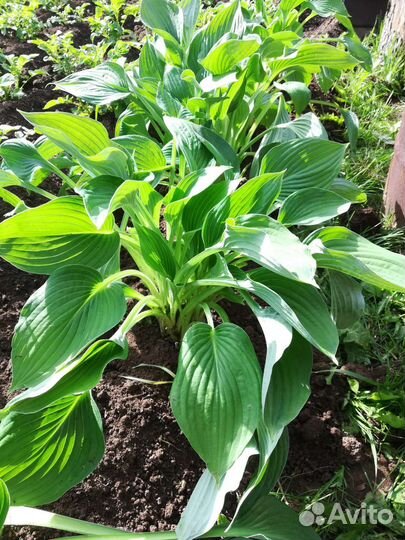 Хоста пучок из 5-7 черенков