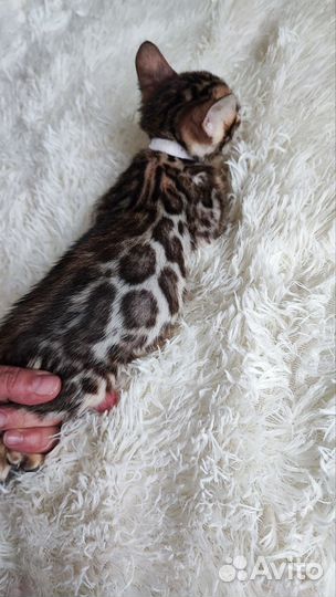 Бенгальский котёнок девочка с родословной