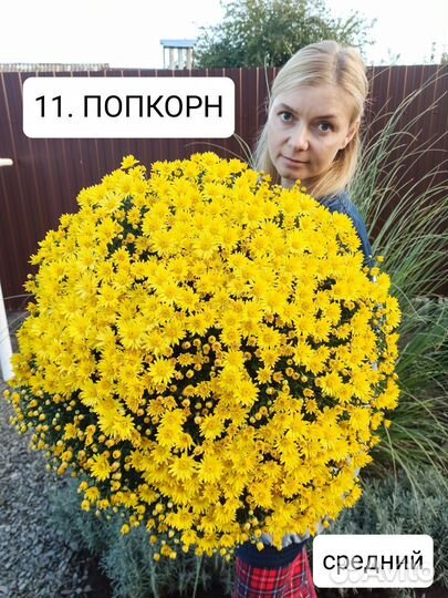 Хризантема мультифлора