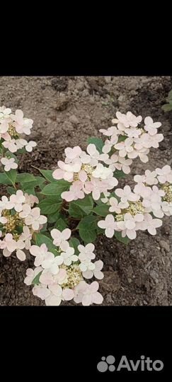 Гортензия Полистар