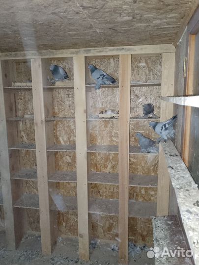 Продажа голубей