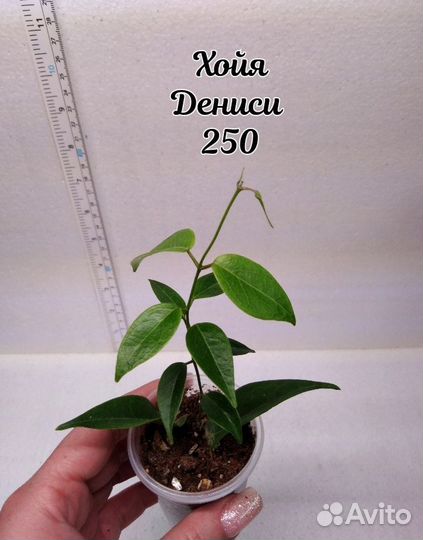 Хойя 1 Часть 1.06.24