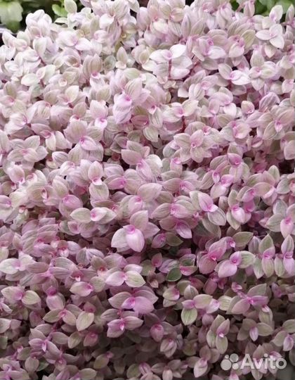 Каллизия розовая пантера