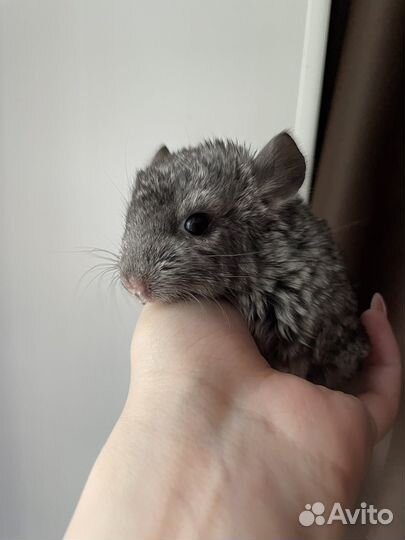Шиншилла