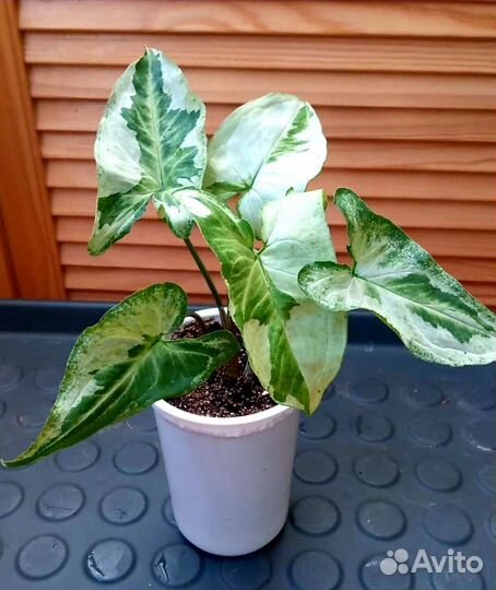 Сингониумы сортовые