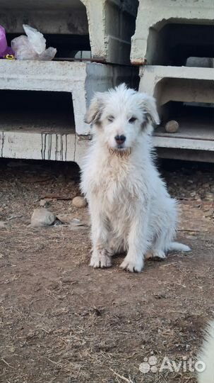 Три щеночка