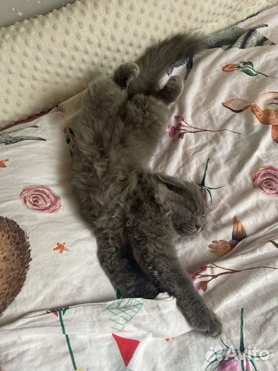 Котенок 4 мес британской кошки, девочка