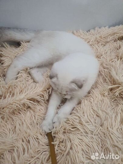 Шотландский вислоухий голубоглазый котенок