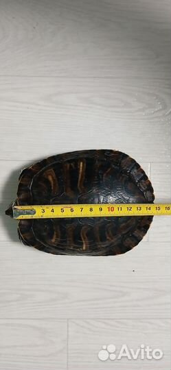 Красноухая черепахи с аквариумов