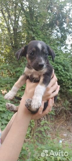 Щенки девочки 2 месяца