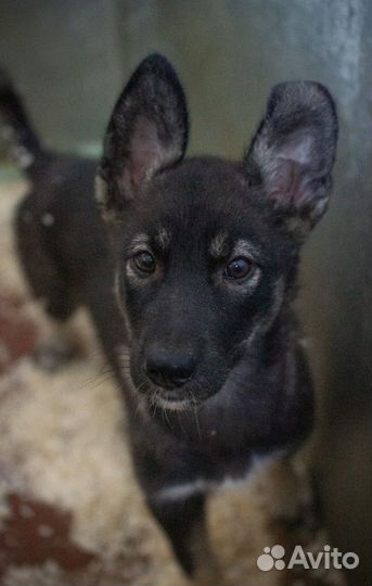 Щенок-овчаренок Дейл в добрые руки