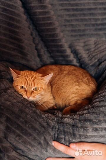 Добрая рыжая кошечка ищет дом