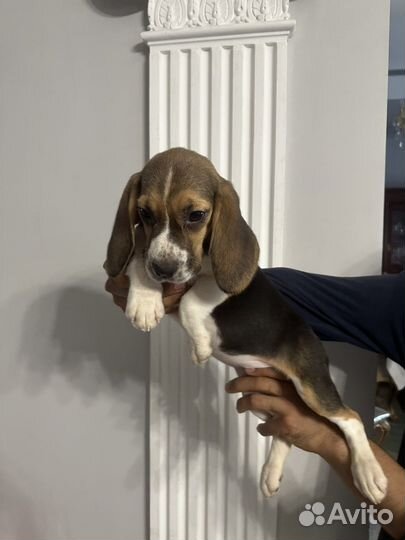 Щенки бигль