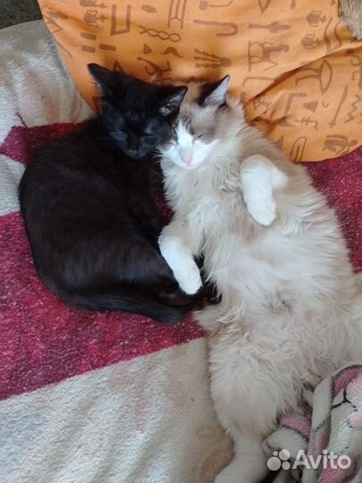 Кошка в дар только белый