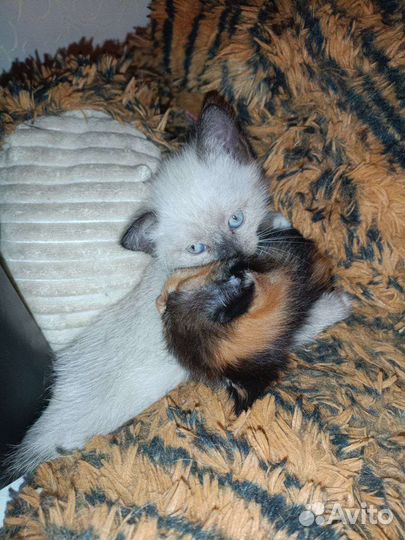 Прелестные котятки ищут семью