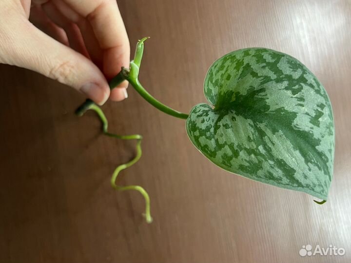 Сциндапсус Экзотикa Scindapsus pictus Eхоtiсa