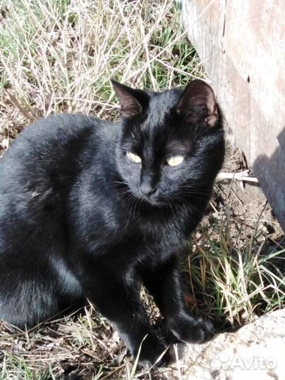 Котик ищет дом