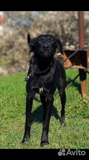 Собака компаньон