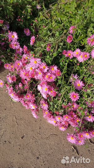 Черенки хризантемы