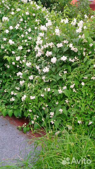 Саженцы чубушника -жасмина