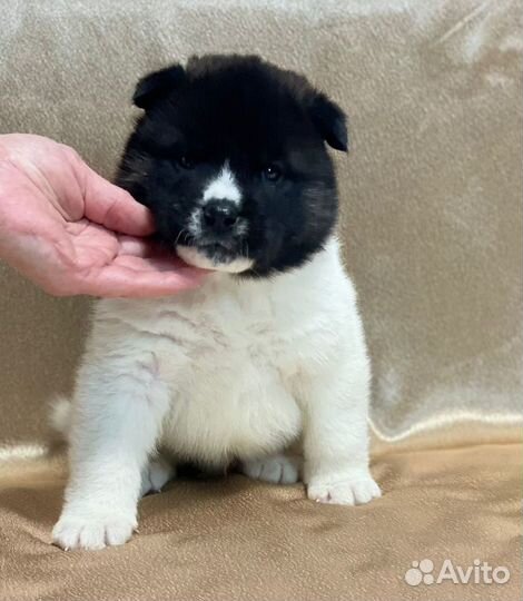 Продам щенков