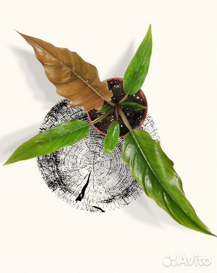 Филодендрон карамель плуто d 10