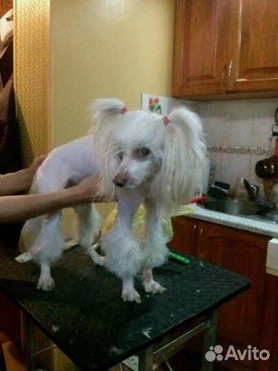 Стрижка собак и кошек с выездом на дом