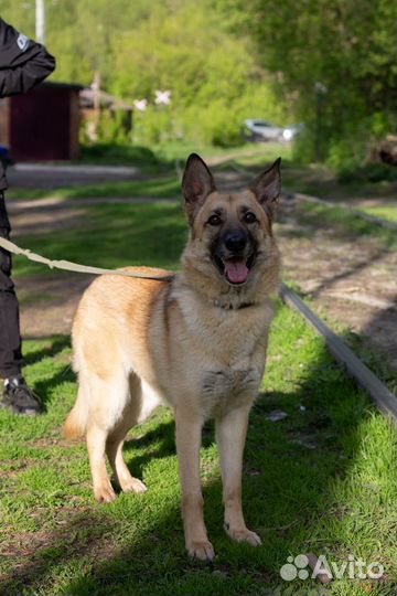 Собака-компаньон Лада в добрые руки