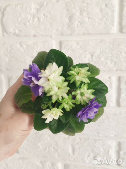 Фиалка мини