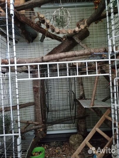 Продам дегу с клеткой