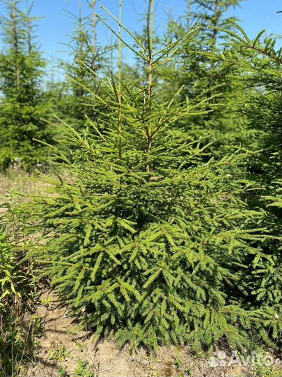 Ель оптом