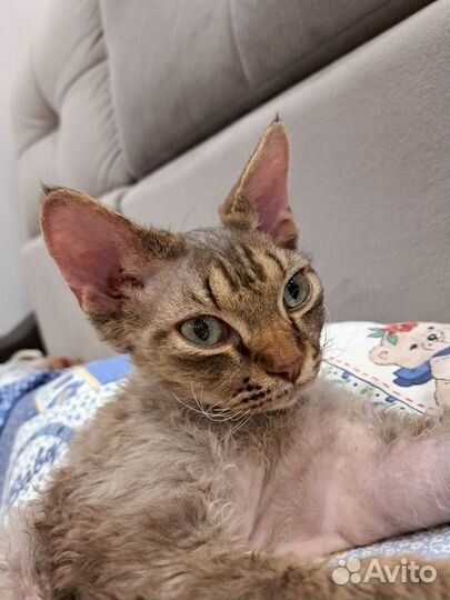 Девон-рекс вязка