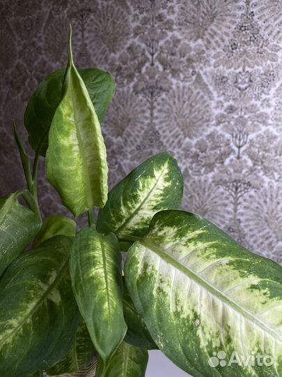 Диффенбахия