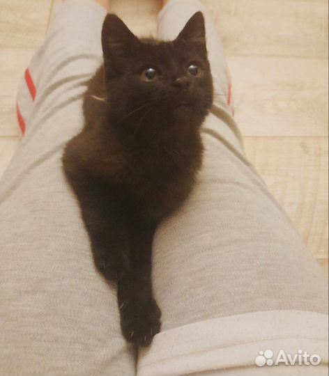 Кошка бесплатно