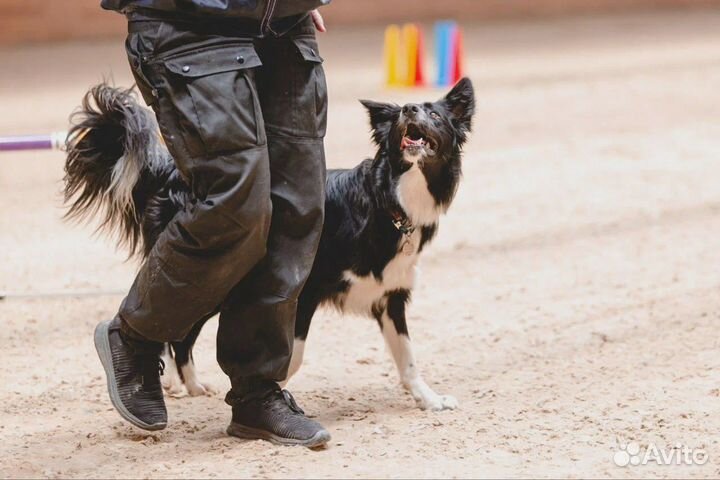 Дрессировка собак / Воспитание собак