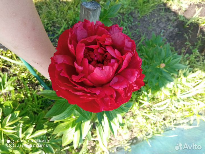 Пион ред Грейс и Генри боксток