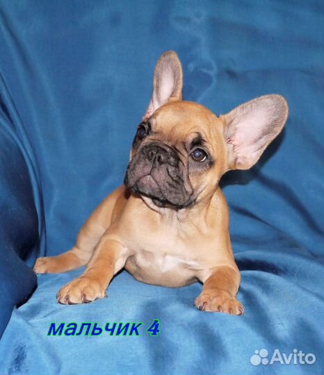 Щеночки бульдожки для вас