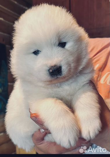 Щенки Самоеда