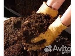 Помёт перепелиный, навоз, удобрение, чернозём