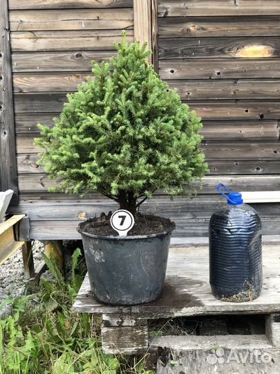 Ели для сада