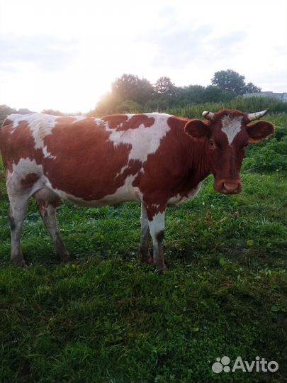 Корова стельная дойная,2 отёла
