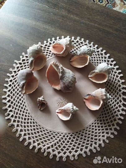 Морские ракушки