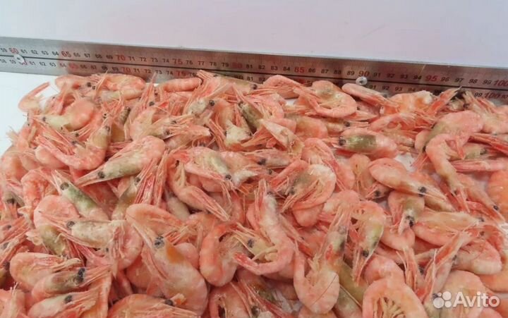 Креветка северная в/м РФ - 250+