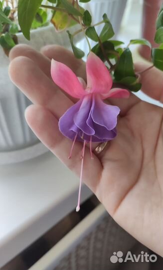 Комнатное растение фуксия Сесиль