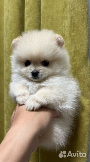 Щенки шпица